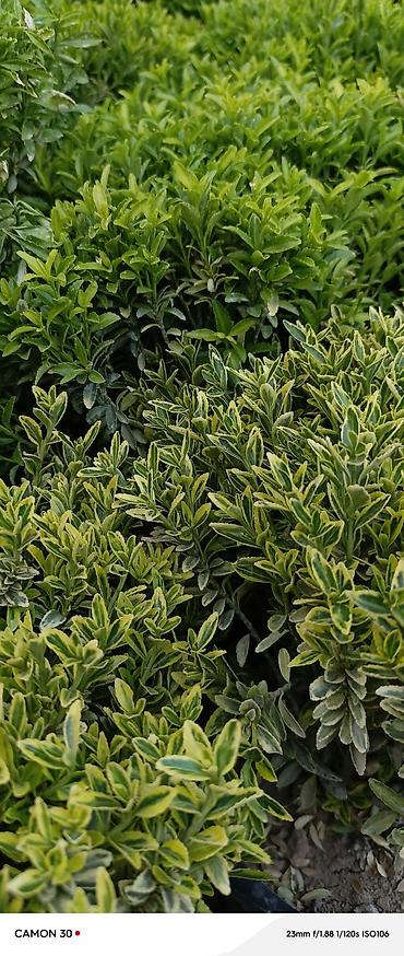 Другие садовые цветы и кустарники: САЖЕНЦЫ многолетников самшита (разные сорта) кустарников магнолии at lalafo.kg — 27 Другие садовые цветы и кустарники: САЖЕНЦЫ многолетников самшита (разные сорта) кустарников магнолии — 27