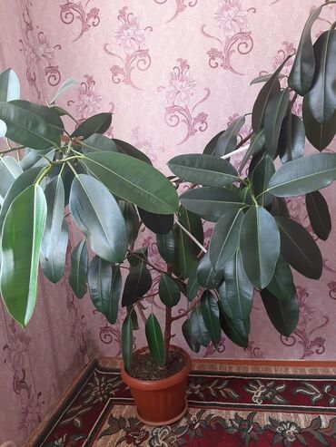 купить аквариум для рыбок недорого: Продам цветок Фикус.цена договорная
