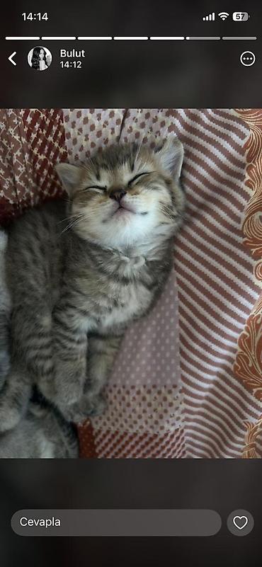 heyvan oyuncaqlari: Şotland yastı qulaq — 8