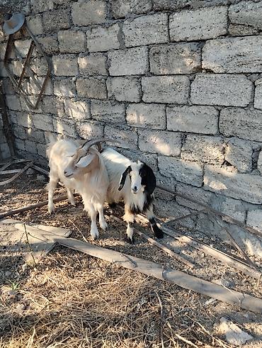 akvarium satilir: Satış: 2 baş keçi

- Növ: yerli keçi
Erkey ve dişi — 1