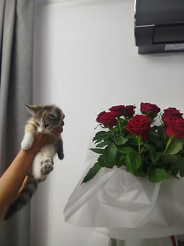 трехцветный котенок купить: Кошка даром: Экзотическая, 2 месяца, Девочка, Приучена к лотку — 2