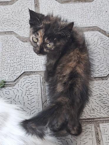 черепаха: Котята, пушистые, домашнего типа. На фото — два маленьких котёнка: - — 4