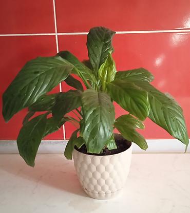 Sülh zanbağı (Spathiphyllum) – dekorativ otaq bitkisi - Parlaq, iri lalafo.az -da Sülh zanbağı (Spathiphyllum) – dekorativ otaq bitkisi - Parlaq, iri