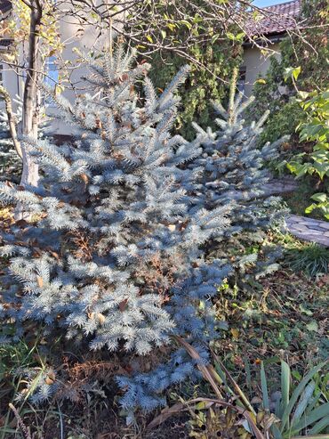 отургучтар бу: Үй жана бакча үчүн декор, Өзү алып кетүү