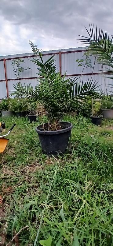 xurma: Xurma xurması (Phoenix dactylifera) – dekorativ xurma palmaları - — 8