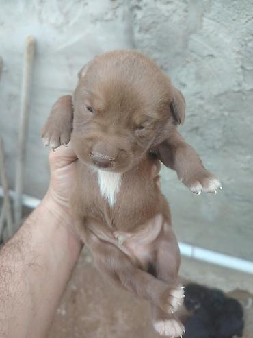 afcarka balası: 20 günlük labrador balalarıdı — 3