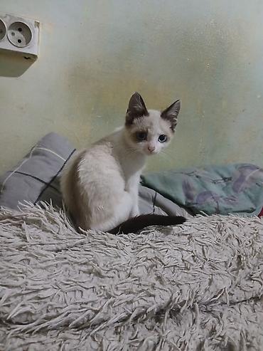 коты бишкек: Сиам, 2 айлык, Эркек, Лотокко барууга үйрөтүлгөн — 1