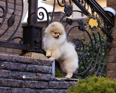 Продажа собак: Шпиц, 3 месяца, Самец, С прививкой, С родословной — 6