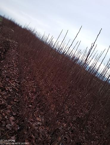 Tinglər: Xurma ağacları satışdadır zəmanətli verilir ağaclar çatdirilma pulsuz — 5