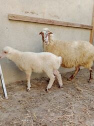 bakida cins ineklerin satisi: Ana bala qoyun satılır! Bala dişidir !Ana 15 gün olar qoça gəlib.Ünvan