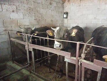 Коровы, быки: Продаю | Бык (самец) | На откорм | Привязанные — 12