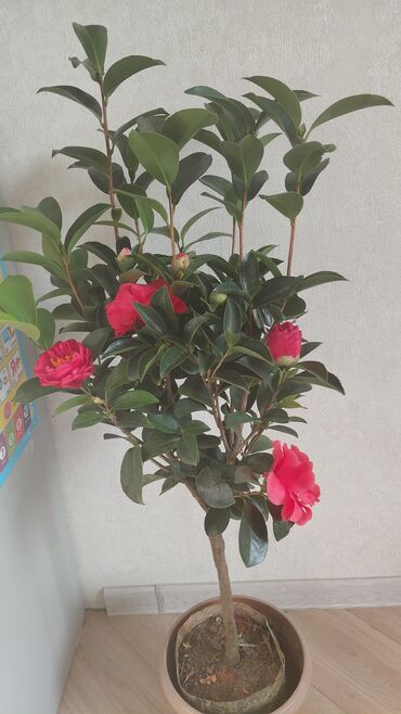 Декоративные цветы: Комнатные цветы — 6