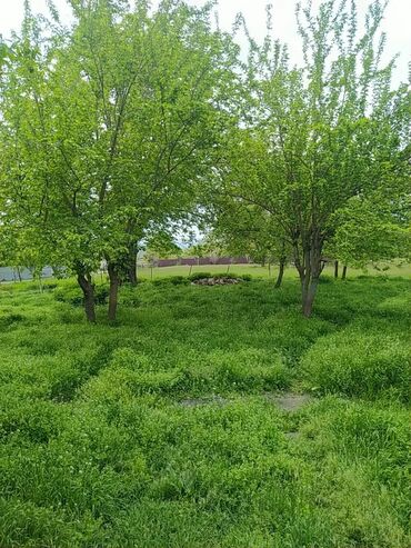 Torpaq sahələrinin satışı: 62 sot, Biznes üçün, Mülkiyyətçi, Kupça (Çıxarış) — 6