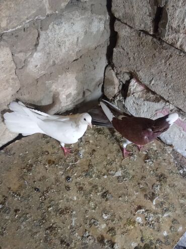 Göyərçinlər: Tam sağlam heyvanlardi tutulmalardi — 8