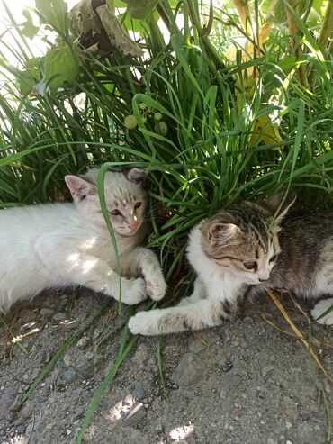 голая кошка сфинкс цена: Кошка даром: Беспородная, 3 месяца, Девочка, Приучена к лотку, Проглистована