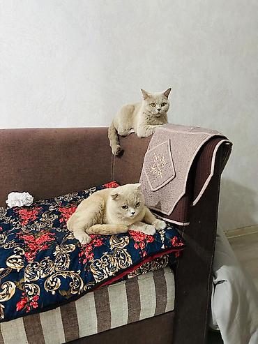 перепел продаю: Британские короткошёрстные кошки, окрас лиловый (British Shorthair — 3