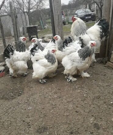 тап аз кошки: Brama Layt.Təmiz Qandır.Yumurtası 3 Azn.Damazlıq 1 Ədədi 35 Manatdan