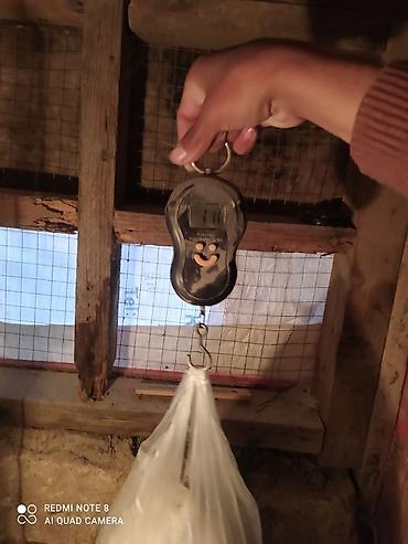 Toyuqlar: Serebrist fereler 6.50 xoruzlar 7 manatdan ünvan Hökməli 40 denedi tam — 5