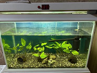 продажа аквариумных рыбок: Akvarium və mebeli satılır. Akvarium ölçüsü 30*45*70 — 3