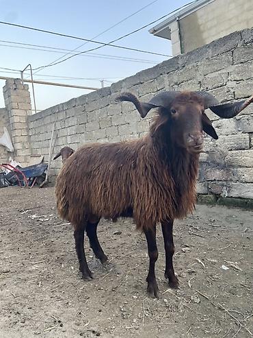 qala sortu qoyunlar: Temiz mor karaman cinsidir 1 yaş 2 aylıqdlr başqa qoyunlarda var — 5