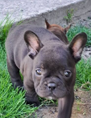 Psi: Prelepi štenci francuskog buldoga na prodaju. Očišćeni od parazita i na lalafo.rs — 10 Psi: Prelepi štenci francuskog buldoga na prodaju. Očišćeni od parazita i — 10