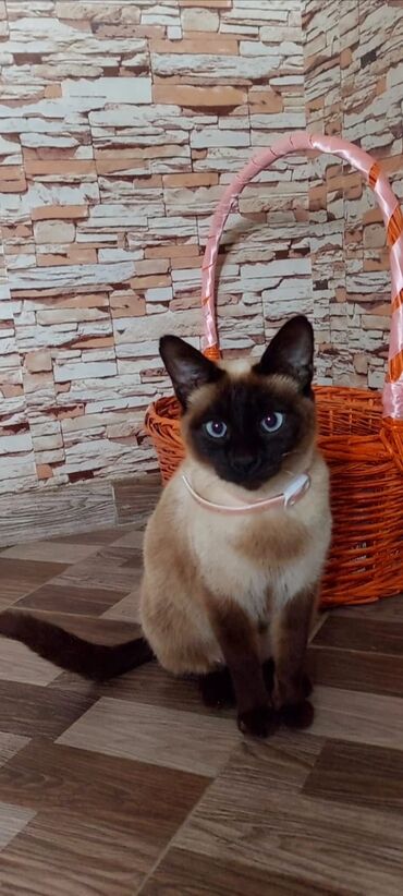 Pişiklər: Siam, Dişi, Yaxşı əllərə, Ünvandan götürmə -da lalafo.az — 2 Pişiklər: Siam, Dişi, Yaxşı əllərə, Ünvandan götürmə — 2