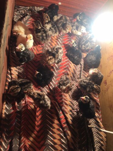 dekorativ quşlar: Dişi, Amerika, Damazlıq, Ödənişli çatdırılma