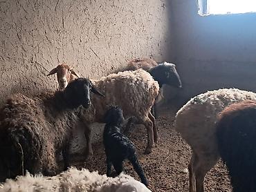 Баран, овца: Продаю | Овца (самка) | Для разведения | Матка — 2