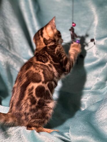 Продажа кошек: Бенгальская, 2 месяца, Девочка, Шоколадный, Приучена к лотку, Проглистована, С документами — 13