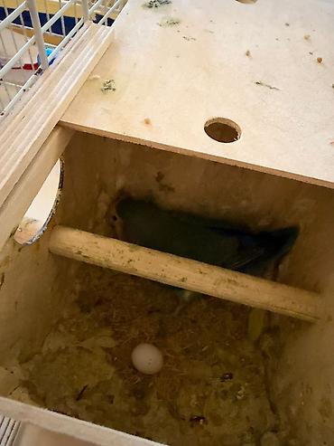 balaca itder: Quşlar yeni yumurta qoyub. Cütü 100 azn. Balalar da yeni çıxıb heresi — 3