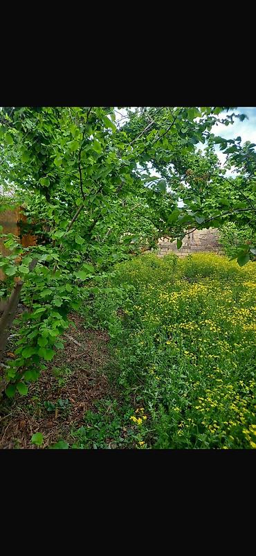 Torpaq sahələrinin satışı: 8 sot, Tikinti, Mülkiyyətçi, Kupça (Çıxarış) — 14