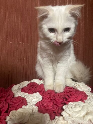 возьму кошку в добрые руки: 4 месяца, Мальчик, Приучена к лотку