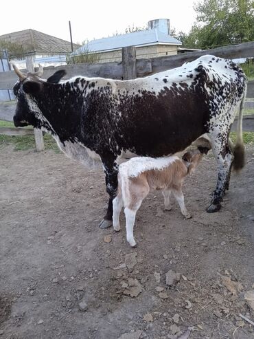 simmental inək satılır: Самка, Simental, лет: 5