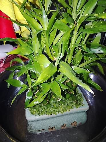 купить лотос в горшке: Лаки бамбук (Dracaena sanderiana) в декоративном керамическом кашпо — 1
