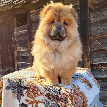 Psi: Štenci Čau Čau Chow Chow stari četiri meseca dostupni za prodaju — 7