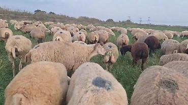 at satanlar: Dişi, il: 2, Damazlıq, Pulsuz çatdırılma — 10