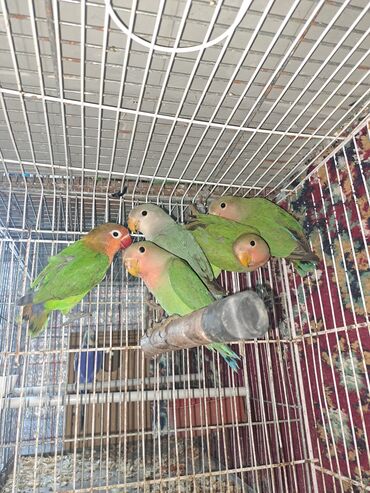 Tutuquşları: Hazir cut bala vermis quslardi qefessiz sekilde balalarida var ama — 11