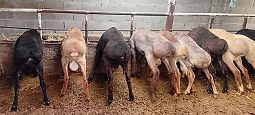 Баран, овца: Продаю | Баран (самец) | Для разведения — 5