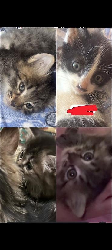 Мышыктар: 3 котят длинношёрстые,едят всё приучены к твёрдой пище,2 месячные — 1