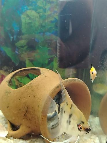 100 l akvarium: Akvaryum zbor satllr əl isidi en 25 hündürlük 40 uzunluq 60 — 3
