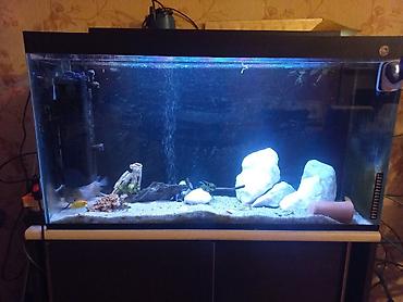 ocean filter: Akvarium-şkaf, Balıqlarla birlikdə, 230 l — 5
