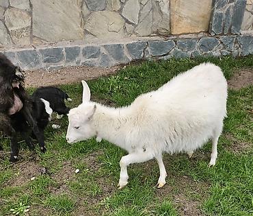 Козы, козлы: Продаю | Коза (самка) | Для молока — 10