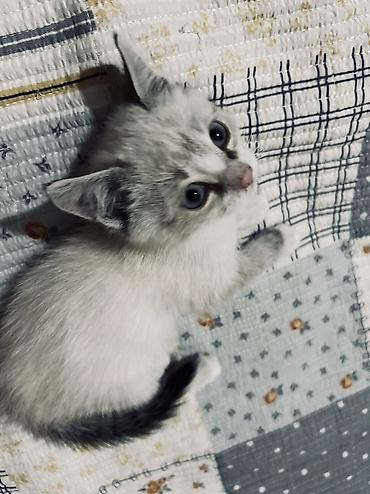 котёнок токмок: 1 месяц, Девочка, Белый, Приучена к лотку — 1