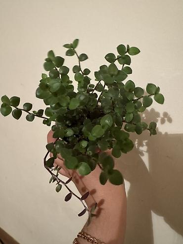 Другие комнатные растения: Все в активном росте🌸🌸🌸🌸 Аглаонема 250с Колеус 150с Крупнолистная — 5
