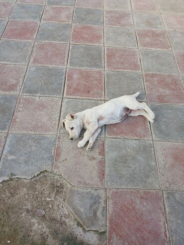 İtlər: Balaca, krem rəngli it balası Xüsusiyyətlər: - Ağımtıl/krem rəngli — 11