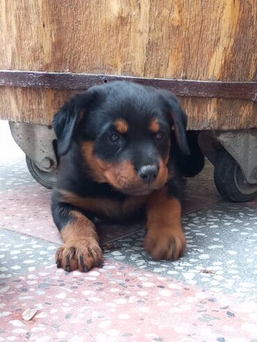 qartal balasi: Rotveyler, 1 ay, Dişi, Peyvəndli, Ünvandan götürmə