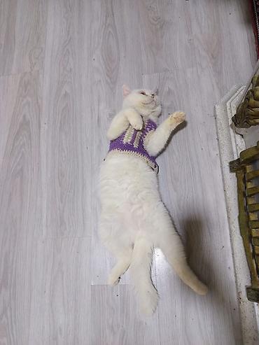 tap az pişik: Ag britan tik qulaq 2 yasi var qum terbiyesi var cox sakit agillidir — 3