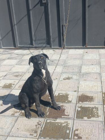 İtlər: Labrador-retriver, 6 ay, Erkek, Peyvəndli, Ünvandan götürmə