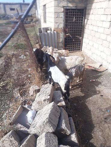 keci satşı: 5 erkek tecli satlir — 1