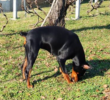 Psi: Stenci dobermana na prodaju sa papirama, ostenjeni 12.juna. Papiri se — 3